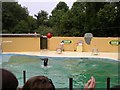 Combe Martin Wildlife & Dinosaur Park Sealion Pool