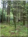 Managed woodland near Seven Ash Common