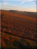 TL0925 : Recently ploughed field outside Luton by Paul Dixon
