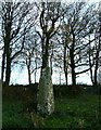SM8226 : Standing stone at Tremaenhir, Pembrokeshire by Patrick Mackie