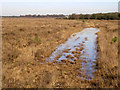 SU2115 : View towards Bur Bushes, New Forest by Jim Champion