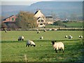 Sheep Grazing at Moor House