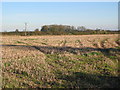 Farmland South of Driffield