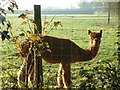 Farming in Great Milton