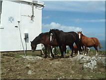 SM7509 : Horses at Coastguard lookout station, Martin's Haven by Rob Farrow
