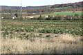 Christmas Tree farm