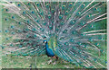 Peacock at Rode Bird Gardens