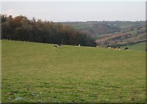 SX4763 : Pasture land on the edge of Blaxton Wood by Tony Atkin