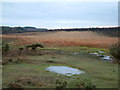 SZ3699 : Marshy Area, Shipton Bottom, Near East Boldre, New Forest by Jim Mitchell
