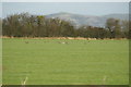 Field with Curlews