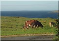 Cows graze on the edge of Voe of Sound, Shetland