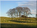 Sheep pasture, Broom.