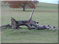 Fallen tree