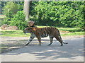 SP9634 : Woburn Safari Park Tiger Enclosure by Iain Thompson