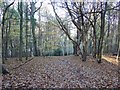 TQ2449 : Deciduous Woodland in Reigate Abbey Park, Surrey by Pete Chapman