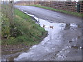 Ducks on the junction in a puddle