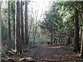 ST4564 : King's Wood - typical scenery by FollowMeChaps