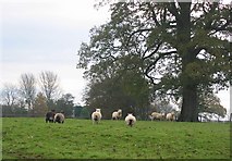 SO5270 : Ryeland Sheep. by Richard Webb