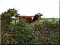 SW3732 : Heifer and hedge on No Go By hill by Sheila Russell