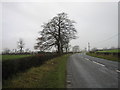 Tree beside a bend in the road.