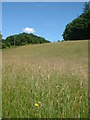 Meadow by the River Tamar