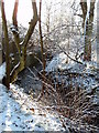 Brook in The Valley, Atherton