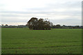 Marl pit, New Manor Farm beyond