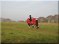 Horses In Field - Whiteley Cottages