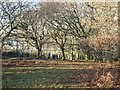 Woodland on the edge of Roborough Down