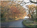 Buckland Wood by Leyland