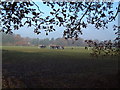 Playing Fields, Ruislip