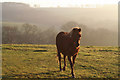 Bampton: near Dowhills Farm