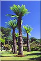 NX0942 : Tree Ferns at Logan Botanic Garden, Mull of Galloway by Christine Matthews