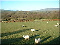 Farmland near Criccieth