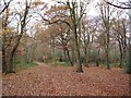 Knighton Wood in winter