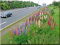 Kirkcaldy : Chapel : A910: Lupins flowering