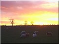 Sheep grazing at sunset