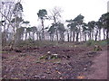 Kirkcaldy : Dunnikier Park : Garden Wood: after woodland management