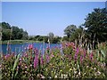 Bedfont Lakes Country Park