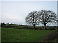 Roadside trees