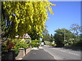 Laburnum Tree at Peterculter