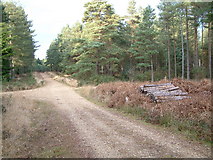 SU1109 : Forest track, Ringwood Forest by Stuart Buchan