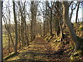 Woodland track near Easterton Farm