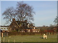 Ballochruin Farm plus Llama