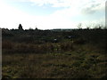 Allotments in Stotfold.