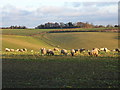 Sheep grazing next to Beacon Lane