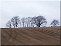 Trees on field boundary, Westmark Farm