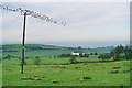 Birds on a Wire