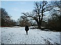 Winter Walking in Epping Forest