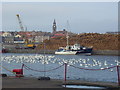 Swans in the dock at Berwick on Tweed